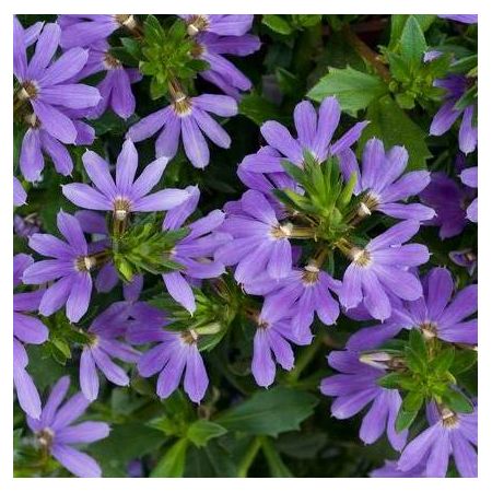 Scaevola Blue Laguna - Waaierpalm Paars