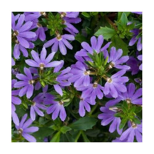 Scaevola Blue Laguna - Waaierpalm Paars