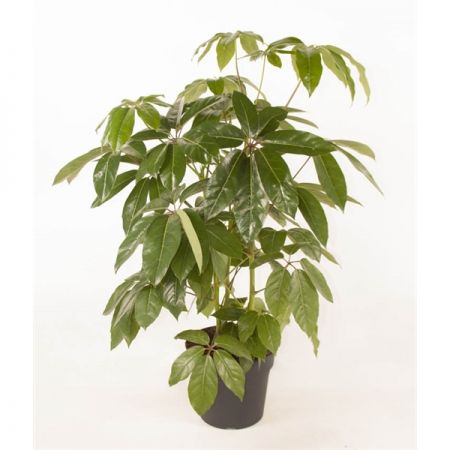 Schefflera amata 3pp p31
