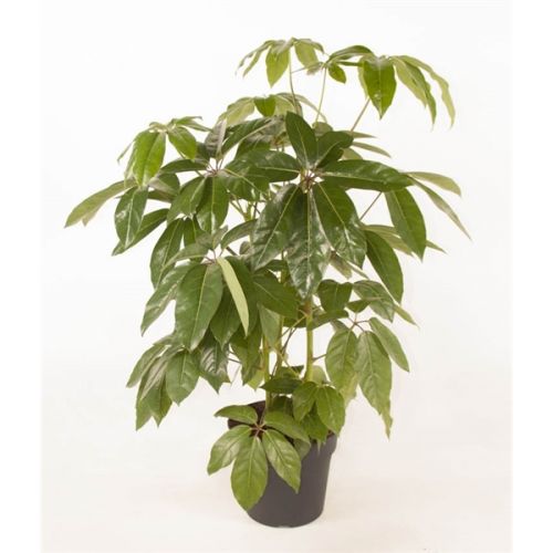Schefflera amata 3pp p31