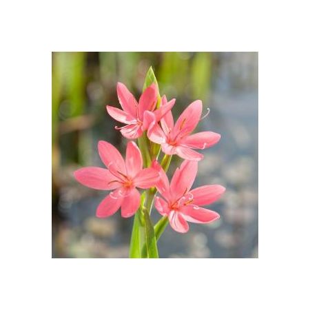 Schizostylis coc. Mrs. Hegarty