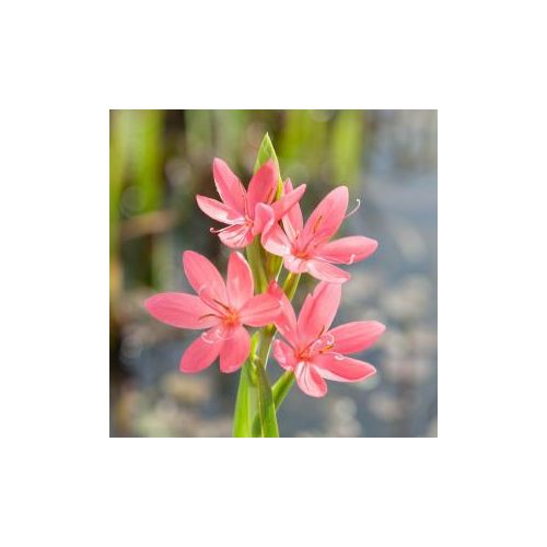 Schizostylis coc. Mrs. Hegarty