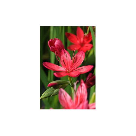 Schizostylis coccinea