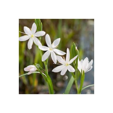 Schizostylis coccinea Alba