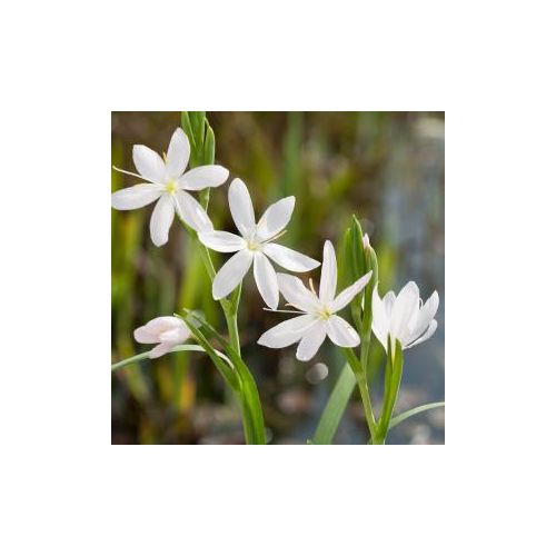 Schizostylis coccinea Alba