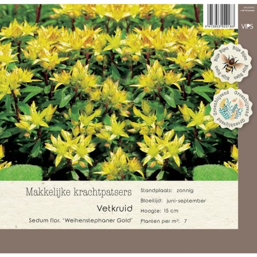 Sedum floriferum Weihenst. Gold p9