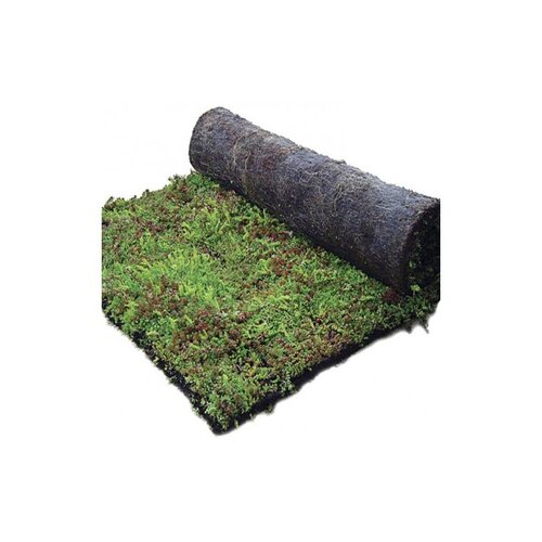Sedum Mixmat 0,96m2 - afbeelding 3