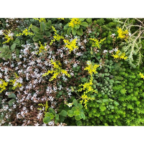 Sedum Mixmat 0,96m2 - afbeelding 2