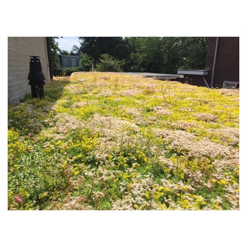 Sedum Mixmat 0,96m2 - afbeelding 3