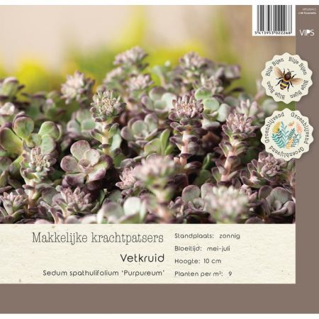 Sedum spathulifolium Purpureum p9