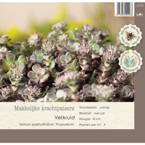 Sedum spathulifolium Purpureum p9