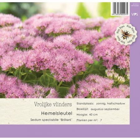 Sedum spectabile Brillant  p9