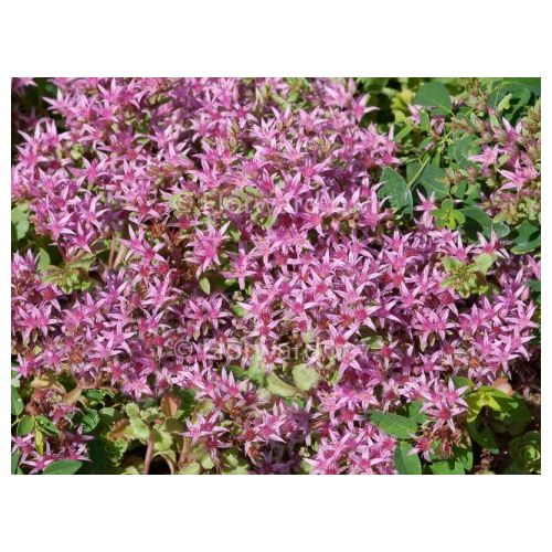 Sedum spurium Splendens P9