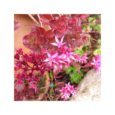 Sedum spurium Summer Glory p9