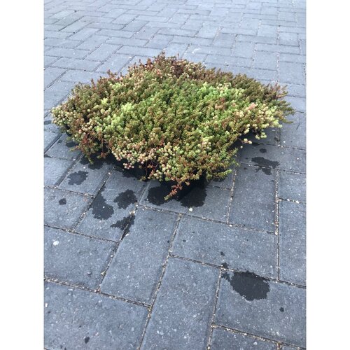 SedumTray Eco 45x49,5cm (per m2) - afbeelding 3