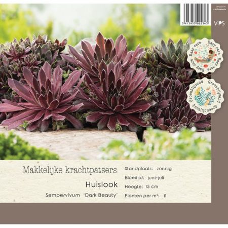 Sempervivum Dark Beauty p9