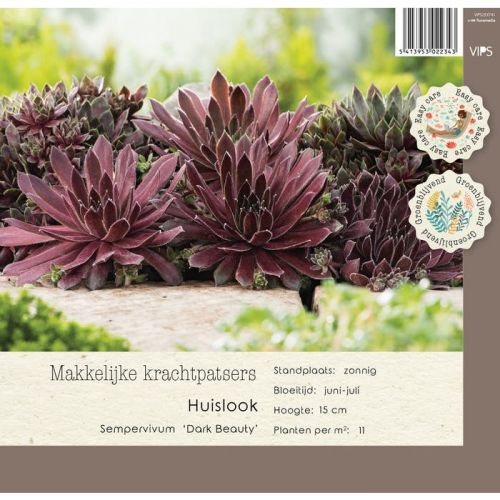 Sempervivum Dark Beauty p9