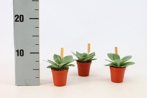 Senecio Cephalophorus