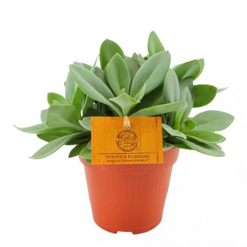 Senecio cephalophorus P10.5