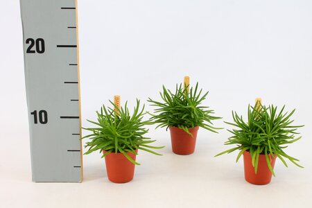 Senecio Himalaya