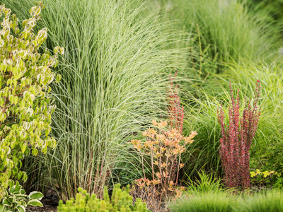 Siergrassen - Ziergräser