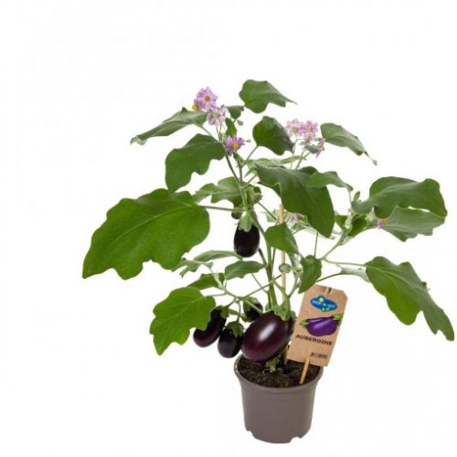 Solanum aubergine P14