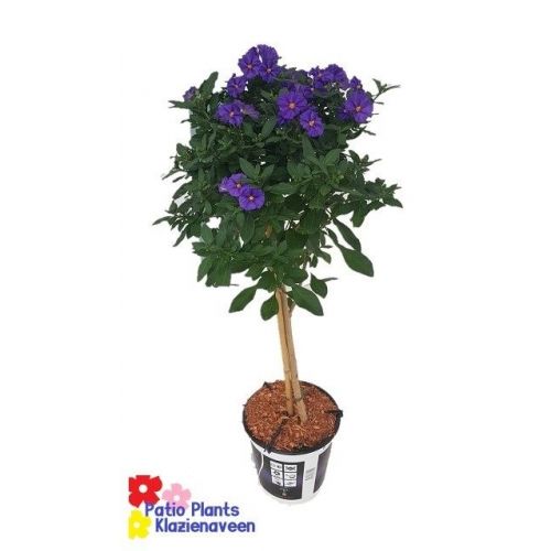 Solanum blauw stam P19