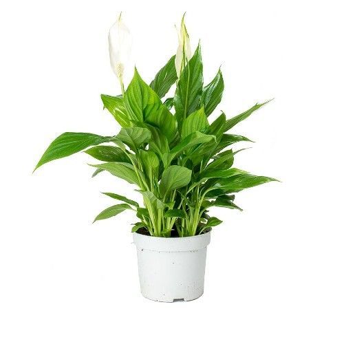 Spathiphyllum Bellini ASP