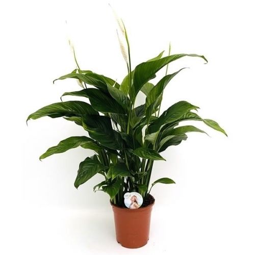 Spathiphyllum Sweet Lauretta P21 AS