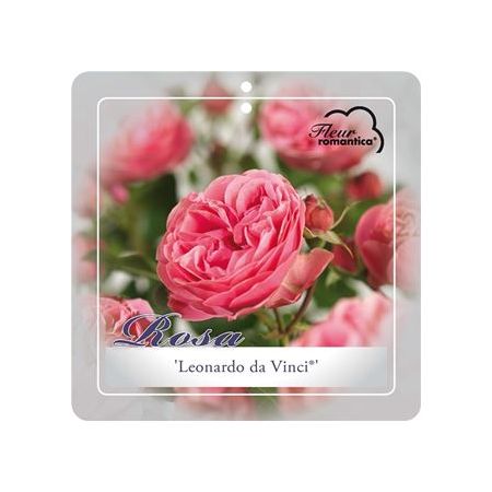 Stamroos 'Leonardo da Vinci'® - afbeelding 1