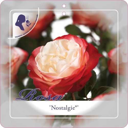 Stamroos 'Nostalgie'® - afbeelding 2
