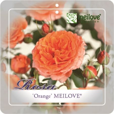Stamroos 'Orange Meilove'® - afbeelding 1