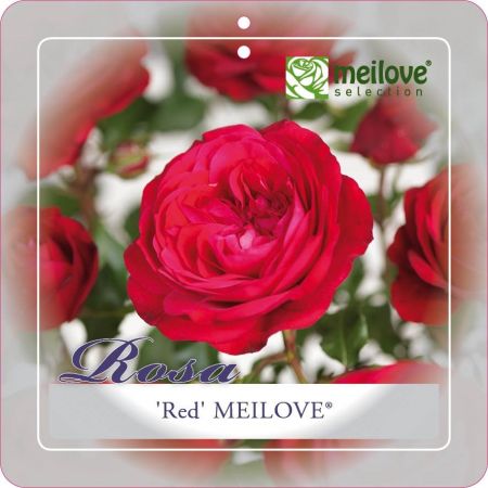 Stamroos 'Red Meilove'® - afbeelding 1