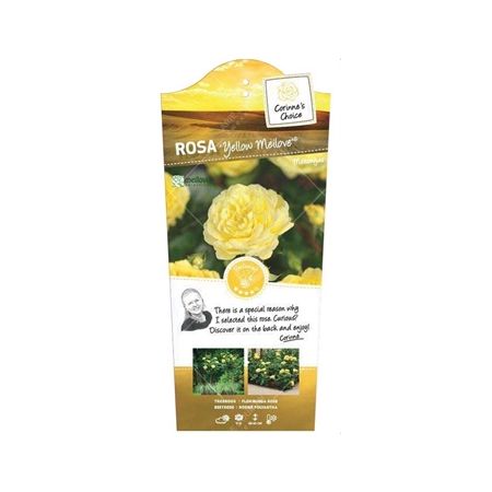 Stamroos 'Yellow' Meilove'® - afbeelding 1