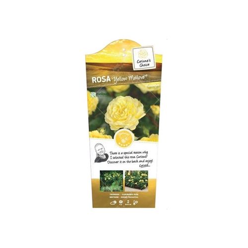 Stamroos 'Yellow' Meilove'® - afbeelding 1