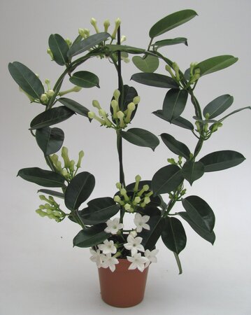 Stephanotis floribunda P12