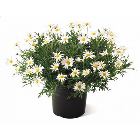 Argyranthemum - Struikmargriet Wit