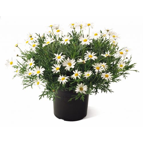 Argyranthemum - Struikmargriet Wit