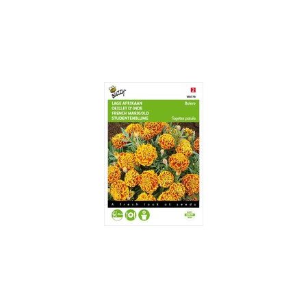 Tagetes patula nana naughty mari 1g