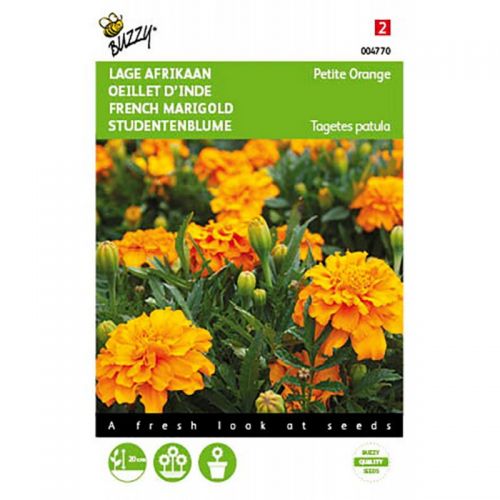 Tagetes patula nana petite orang 1g