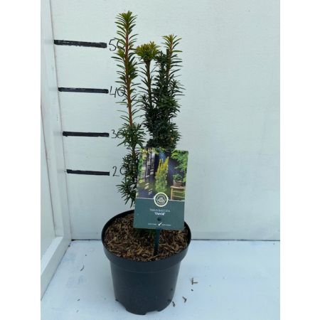 Taxus b. 'David'