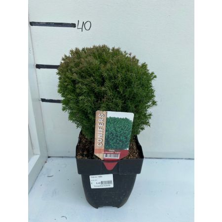 Thuja occ. 'Teddy'