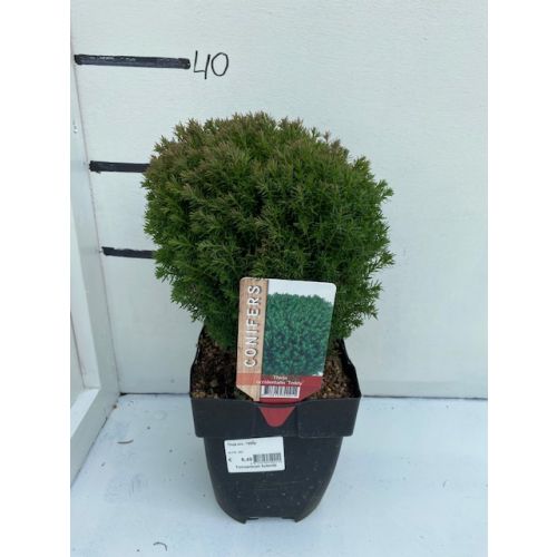 Thuja occ. 'Teddy'