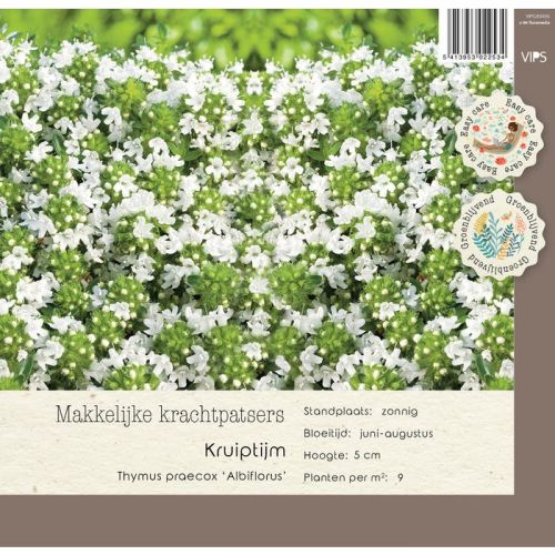 Thymus praecox Albiflorus p9