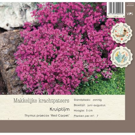 Thymus praecox Red Carpet p9