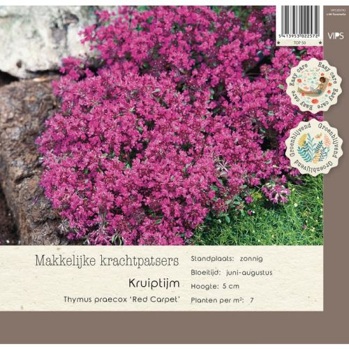 Thymus praecox Red Carpet p9