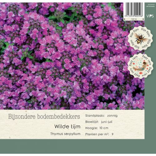 Thymus serpyllum P9