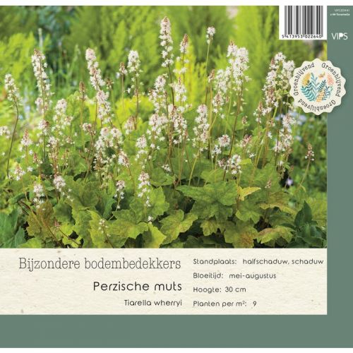 Tiarella wherryi p9