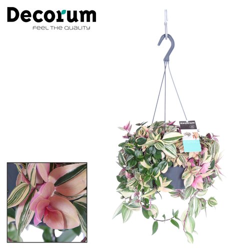 Tradescantia Fluminensis Quadricolor