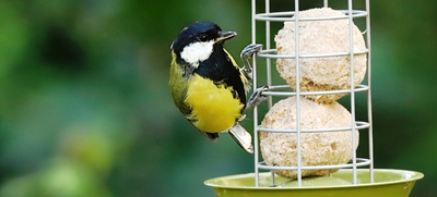 Tuindieren - Gartentiere